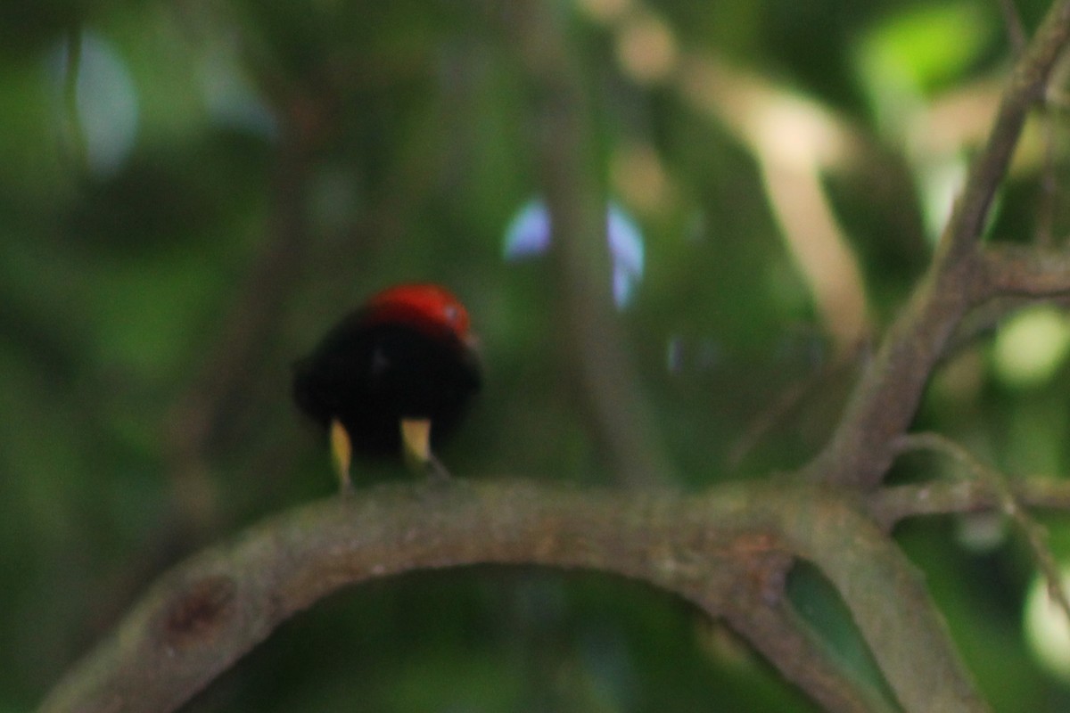 Red-capped Manakin - ML23664001