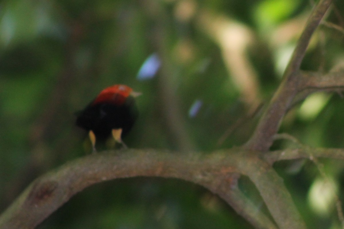 Red-capped Manakin - ML23664011