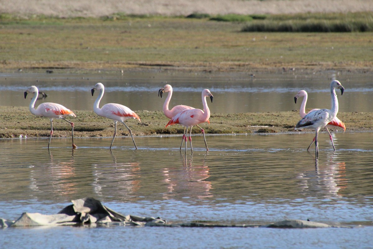 Chilean Flamingo - ML236641041