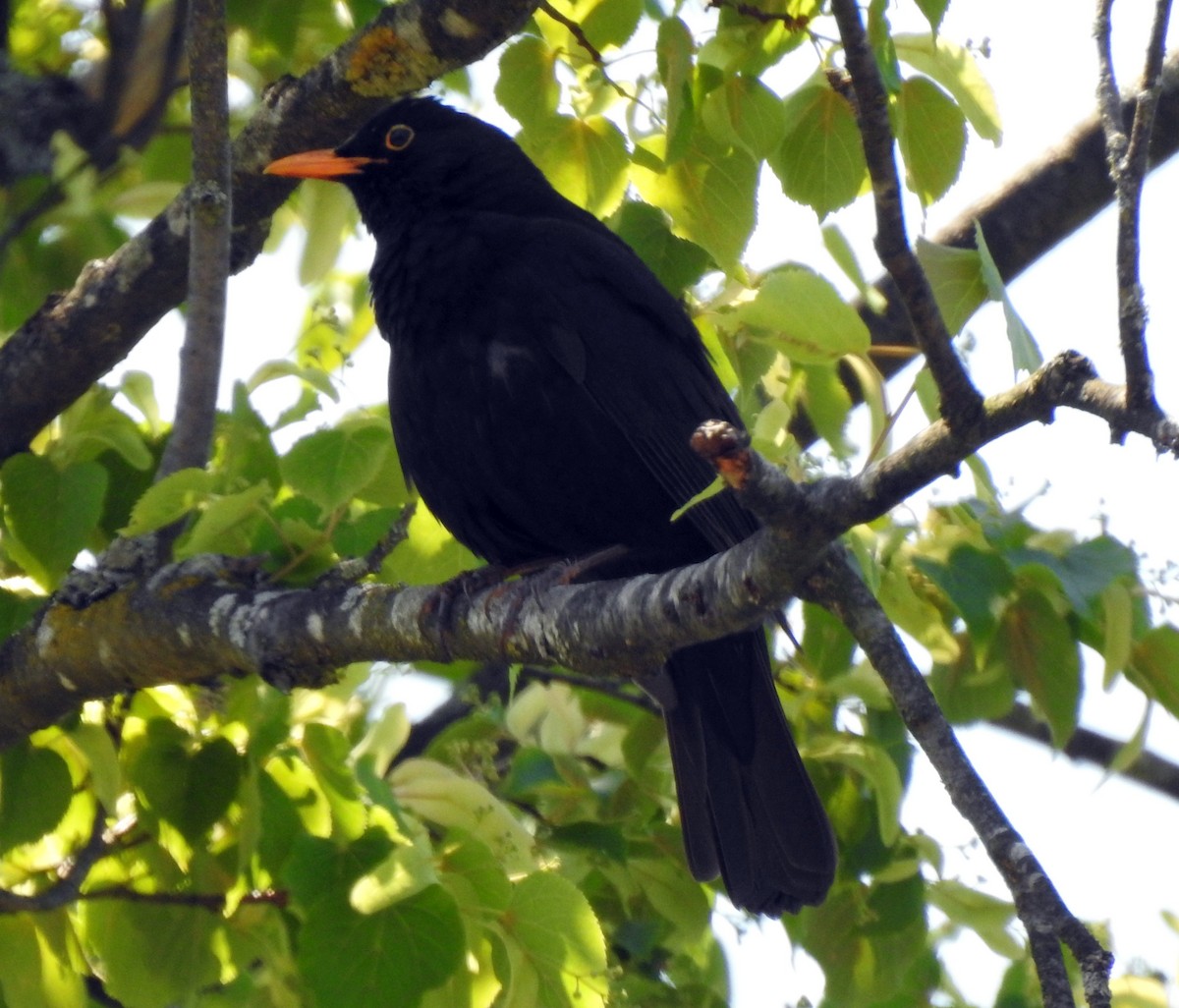 Eurasian Blackbird - Elmira Mustakimova
