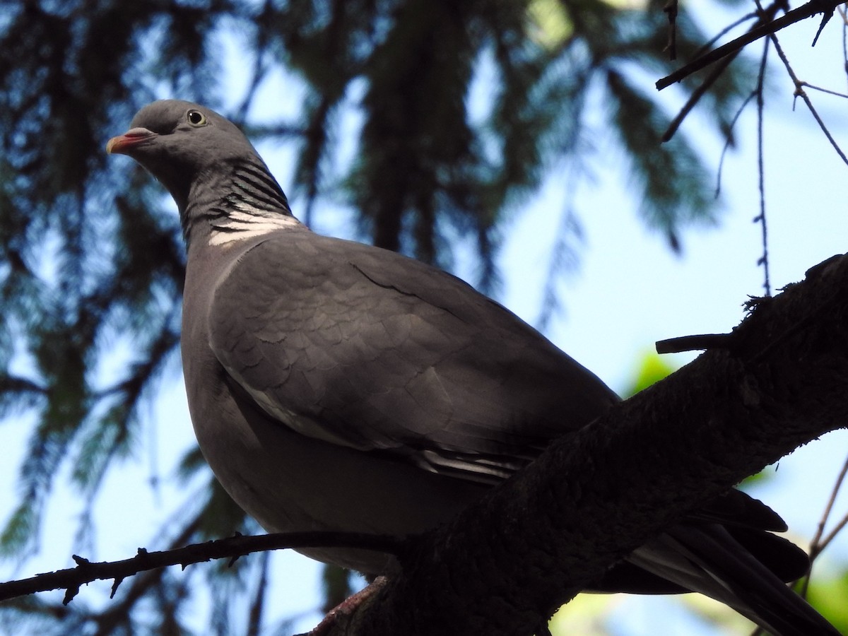 Common Wood-Pigeon - ML236646461