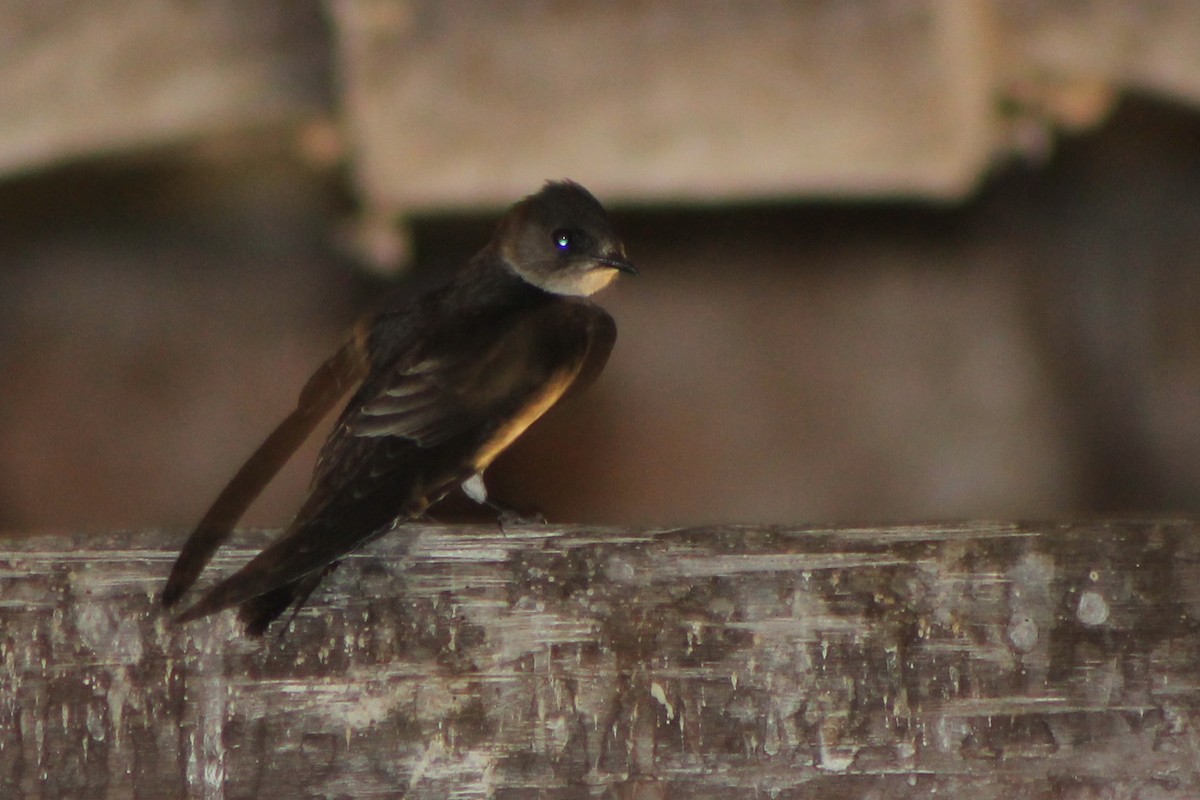 Northern Rough-winged Swallow (Ridgway's) - Corey Lange