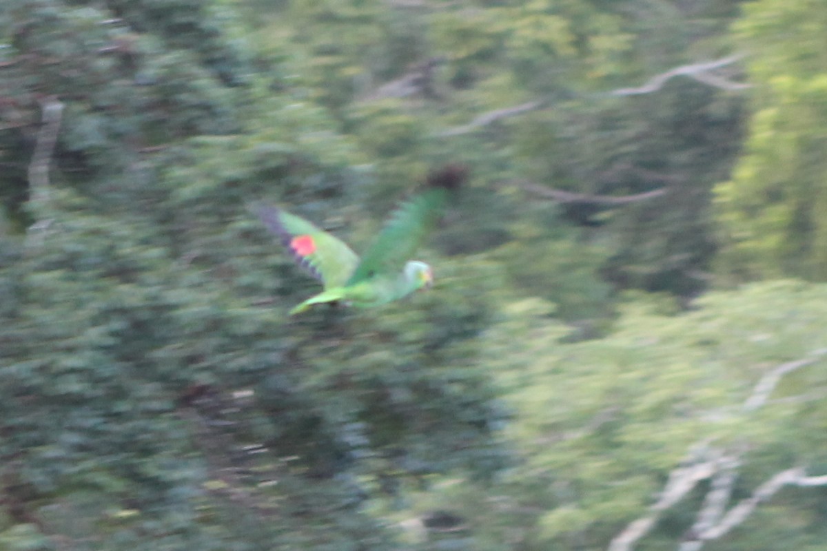 Red-lored Parrot (Red-lored) - ML23664741