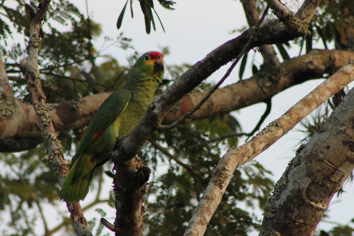 Red-lored Parrot (Red-lored) - ML23664751
