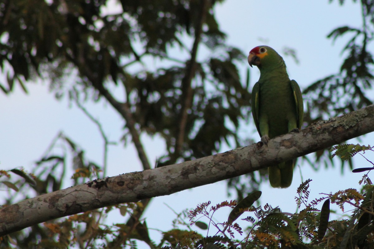 Red-lored Parrot (Red-lored) - ML23664761