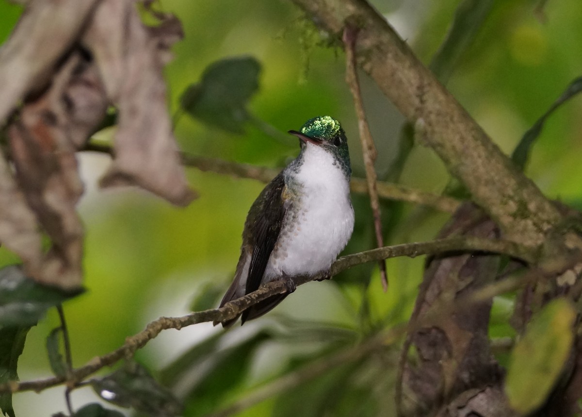 kolibřík andský - ML236655111