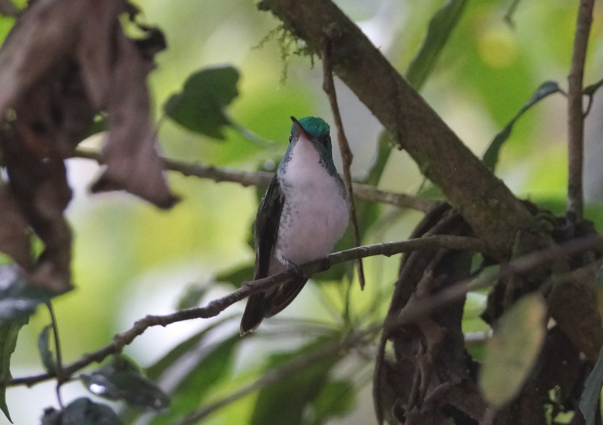 kolibřík andský - ML236655141
