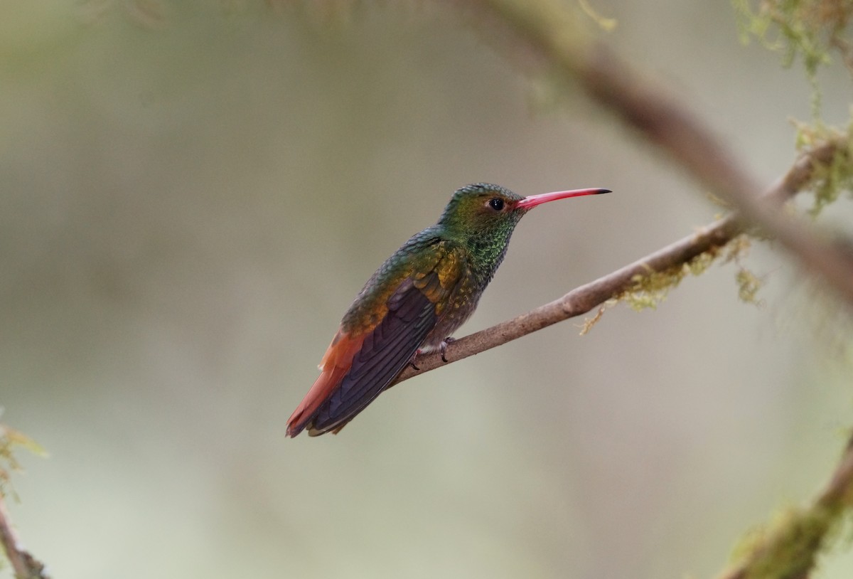 Rufous-tailed Hummingbird - Nancy Cox