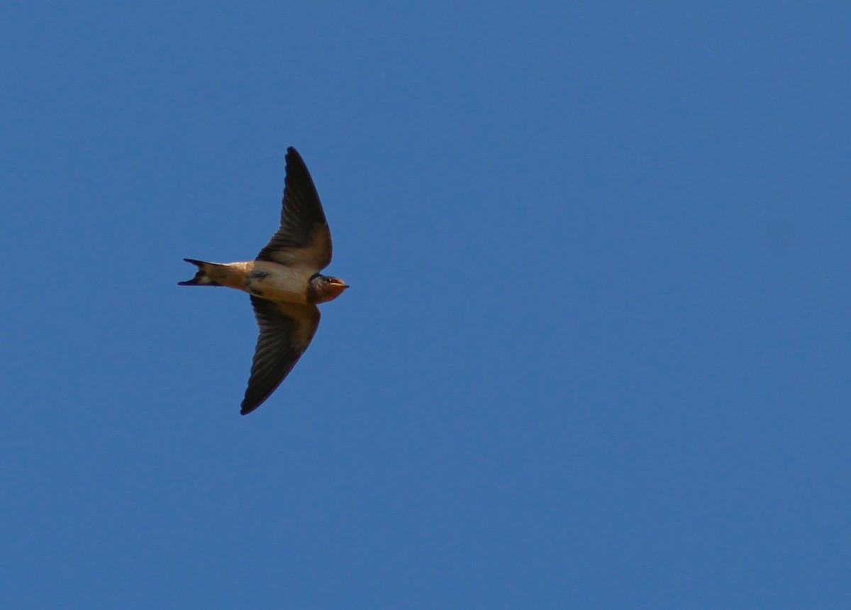 ML236661541 - Barn Swallow - Macaulay Library