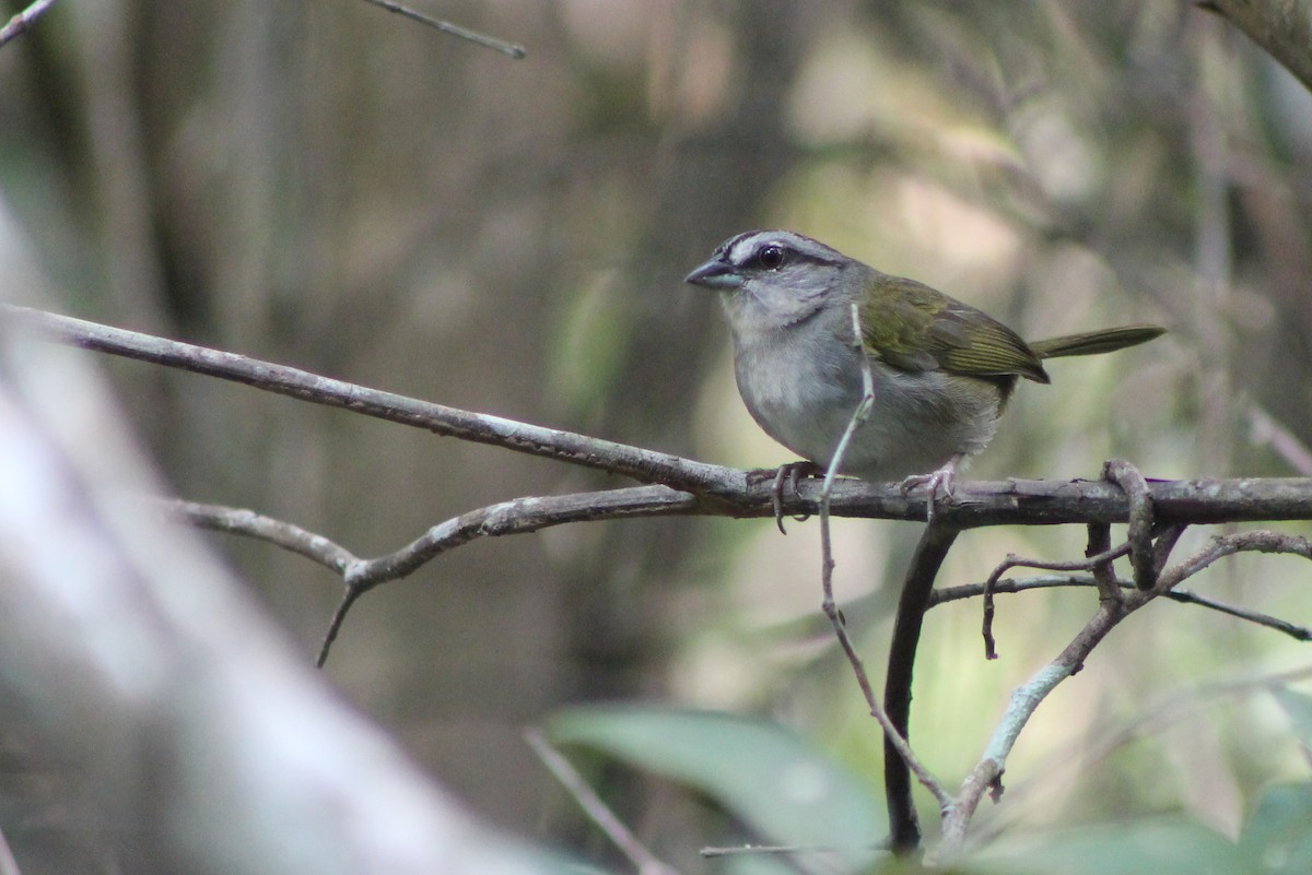 Green-backed Sparrow - ML23666201