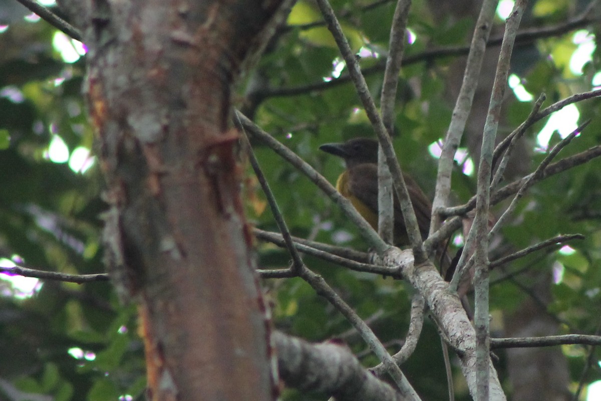 Black-throated Shrike-Tanager - ML23666341