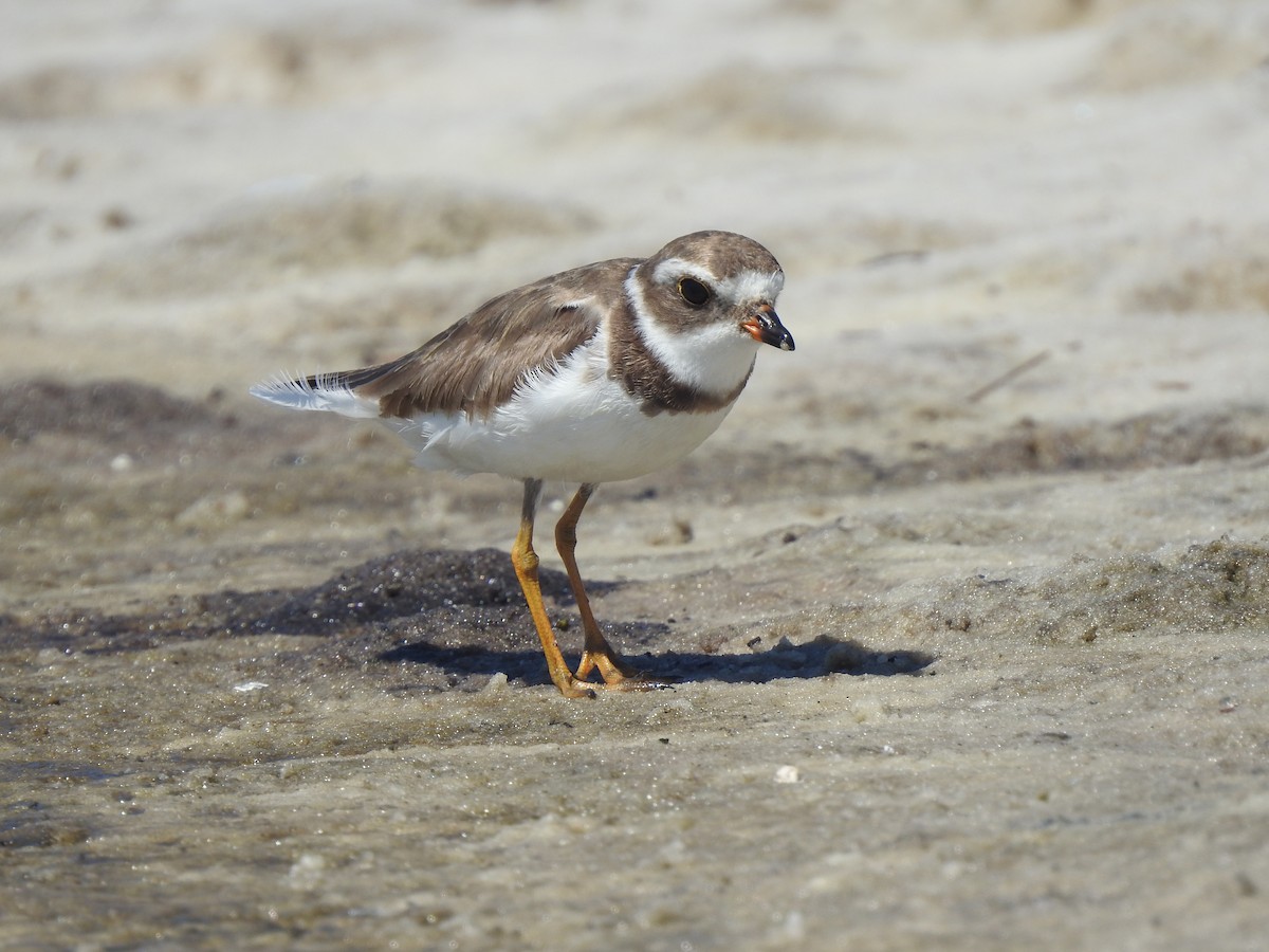 Semipalmated Plover - ML236663961
