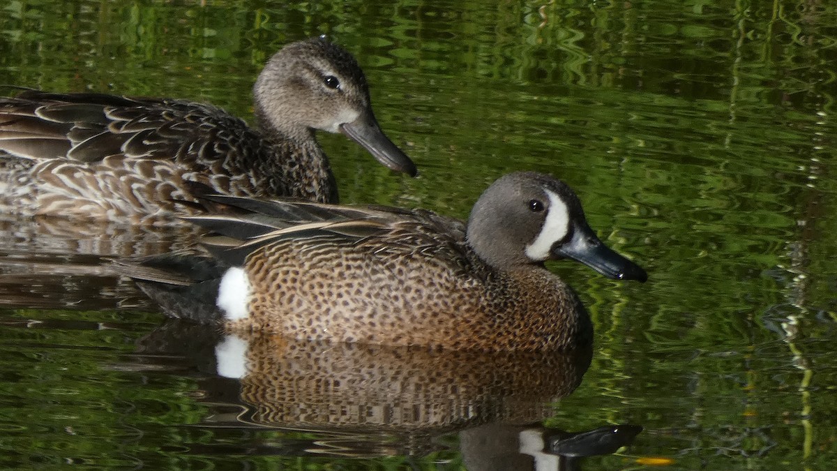 Blue-winged Teal - ML236665541