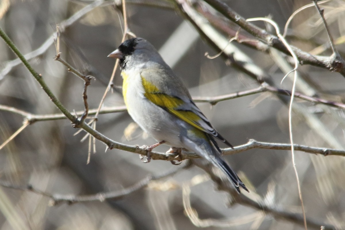 Lawrence's Goldfinch - ML23666591