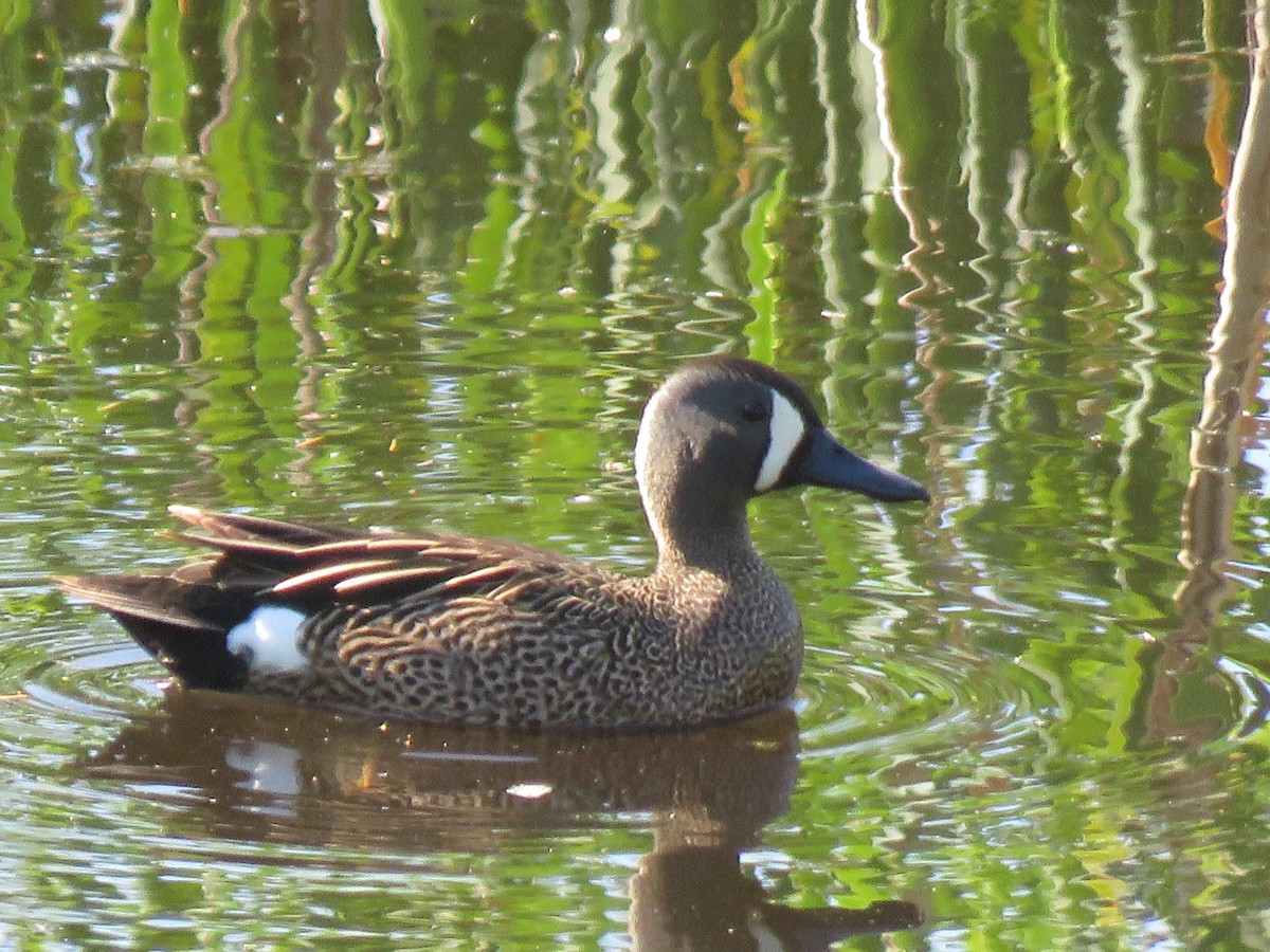 Blue-winged Teal - ML236668831