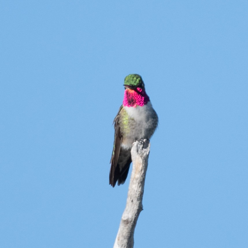 Broad-tailed Hummingbird - ML236670351