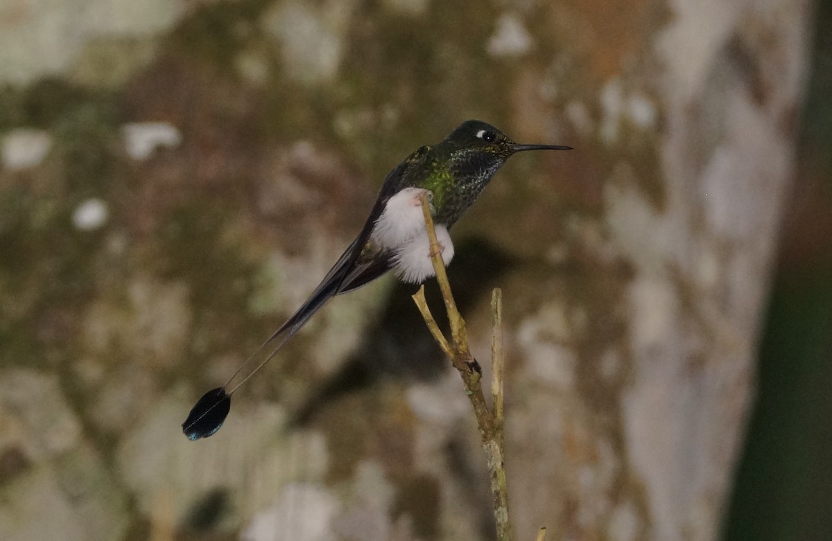 White-booted Racket-tail - Nancy Cox