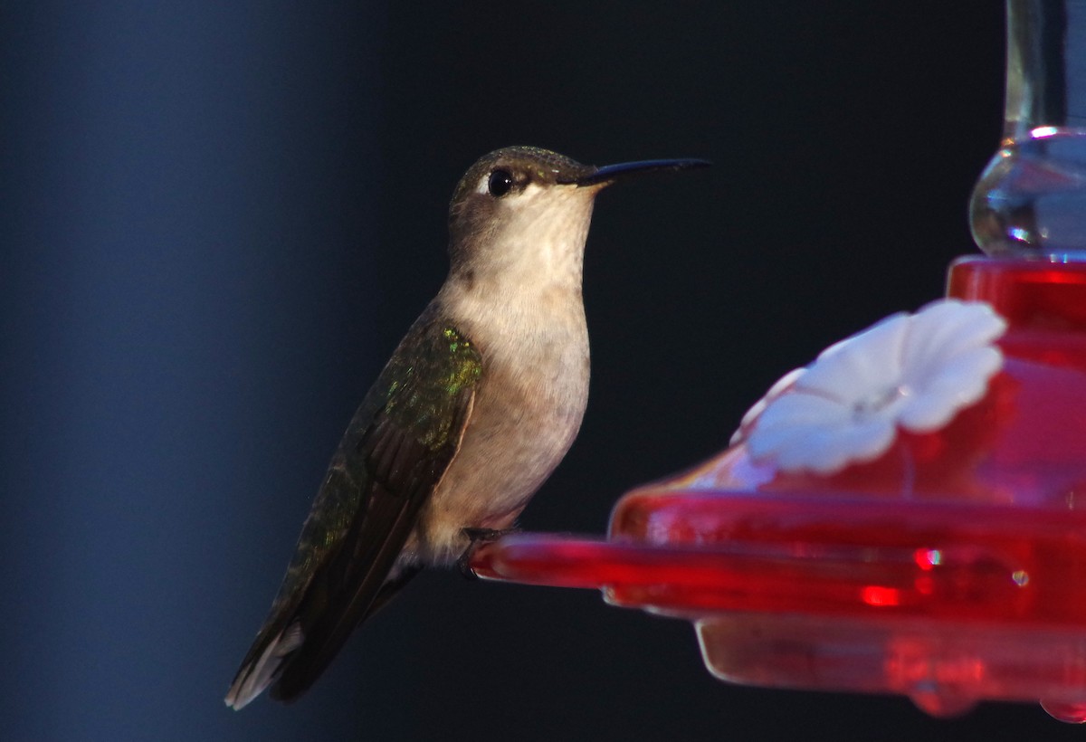 Ruby-throated Hummingbird - J D