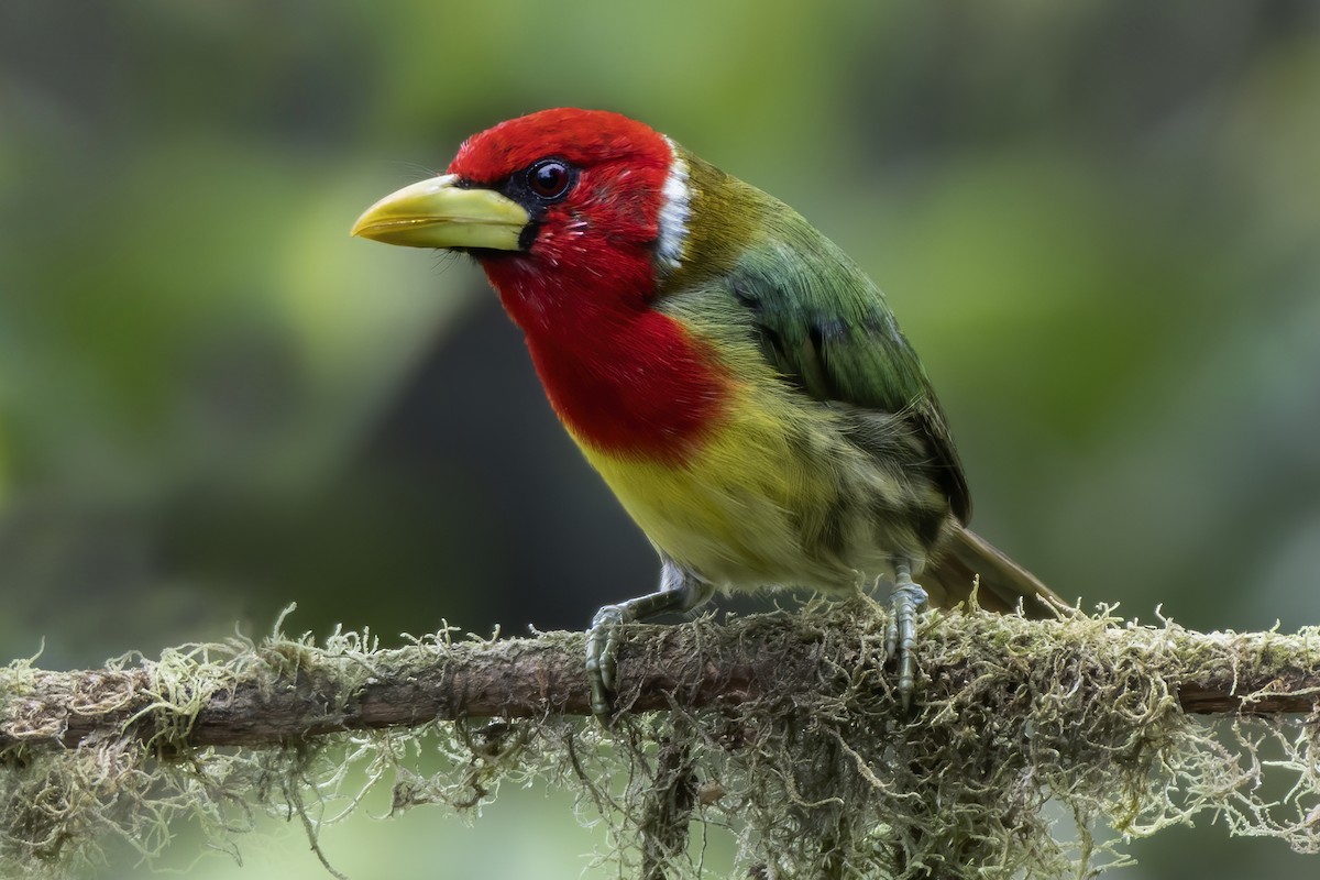 Red-headed Barbet - Jeff Maw