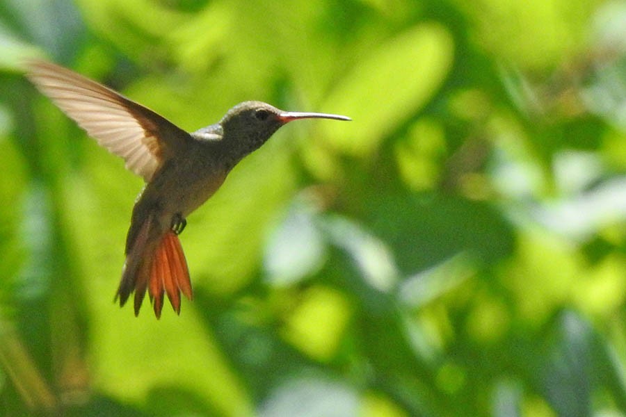 Buff-bellied Hummingbird - Marla Hibbitts