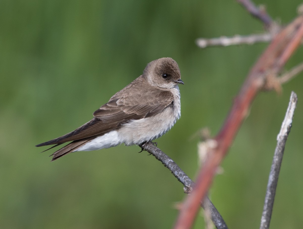 Northern Rough-winged Swallow - Ian Burgess