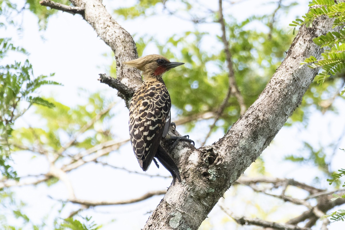 Ochre-backed Woodpecker - Eduardo Vieira 17