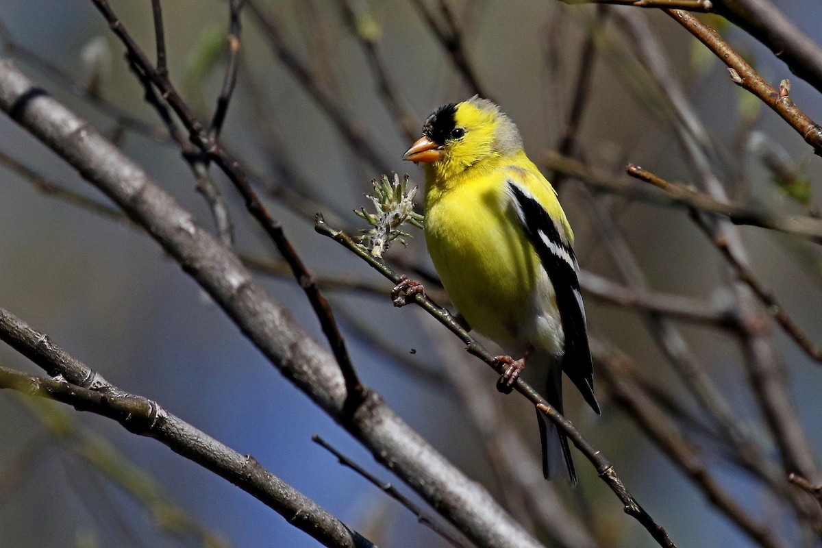 American Goldfinch - Laval Roy