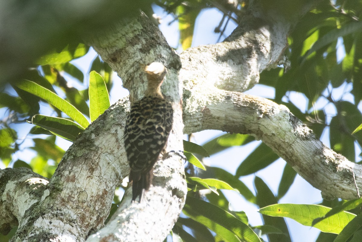 Ochre-backed Woodpecker - Eduardo Vieira 17