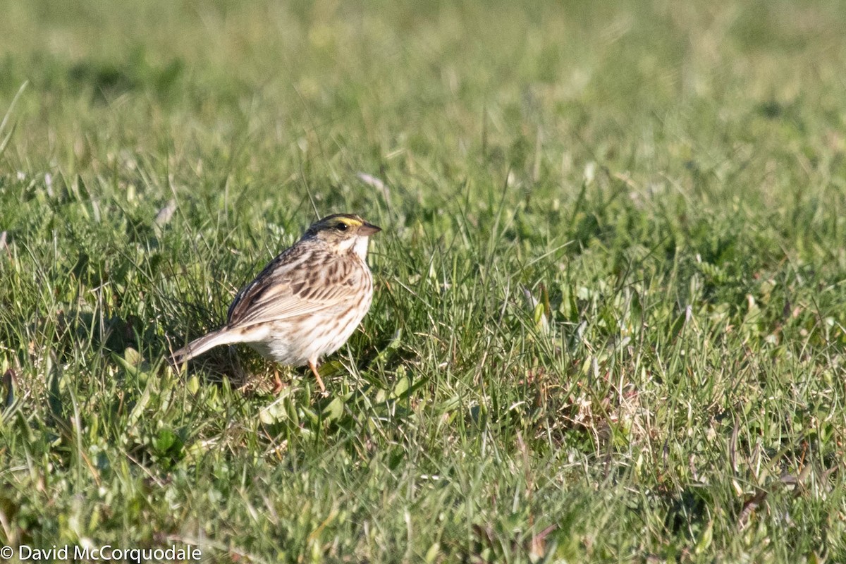 Savannah Sparrow - ML236687831
