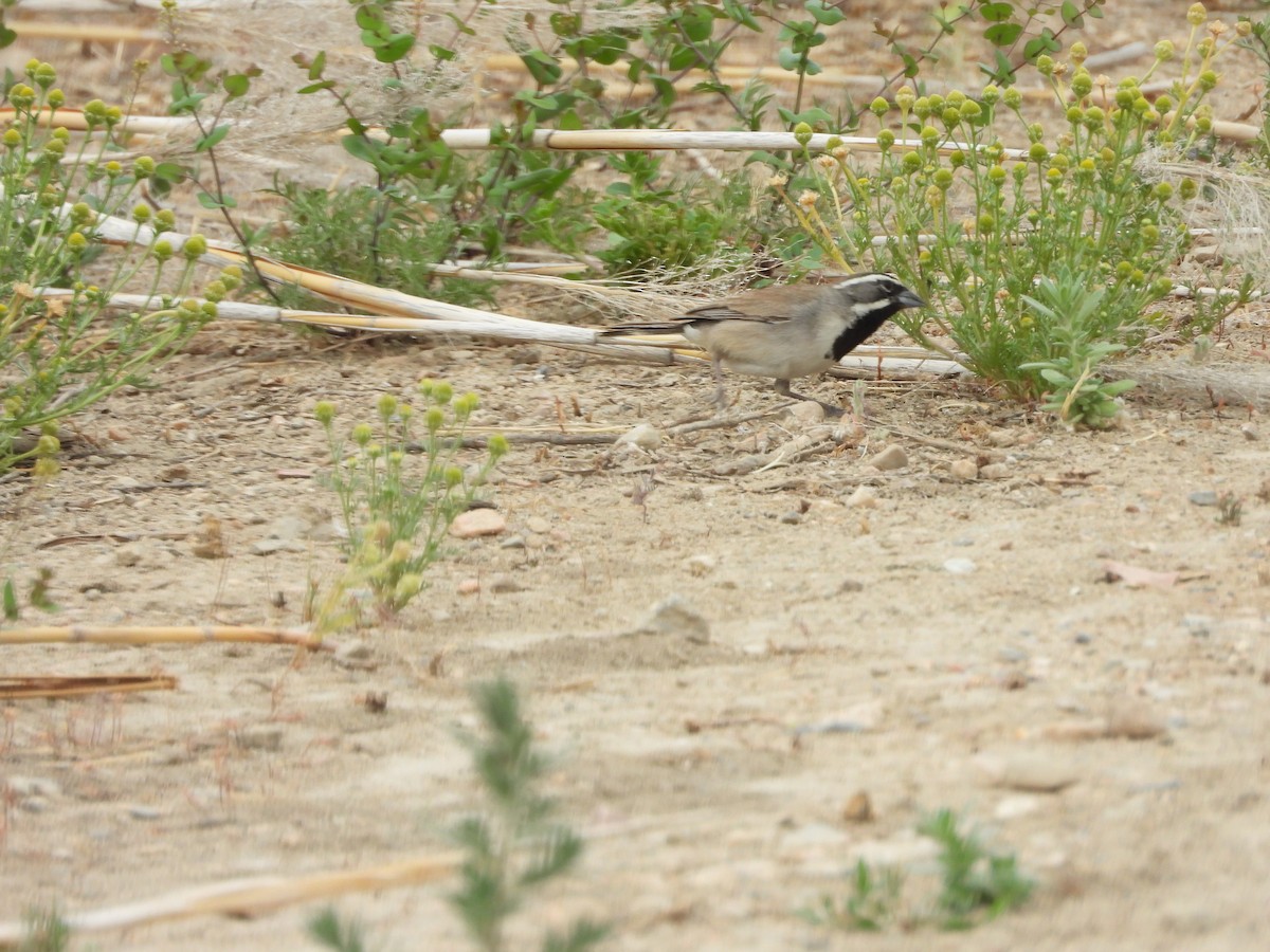 Black-throated Sparrow - Marsha Walling