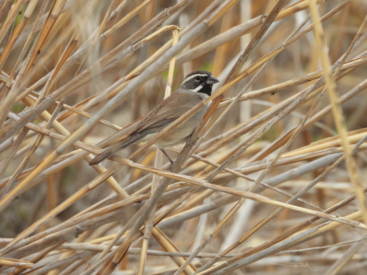 Black-throated Sparrow - ML236689721