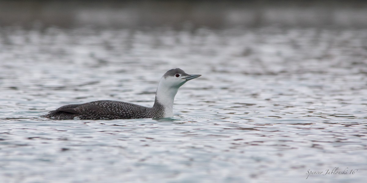 Red-throated Loon - ML23669101