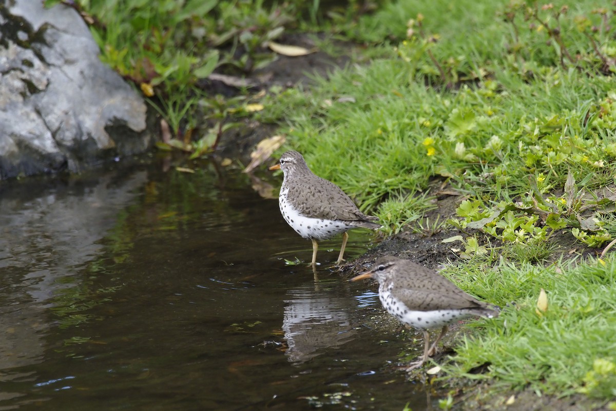 Spotted Sandpiper - Donna Pomeroy