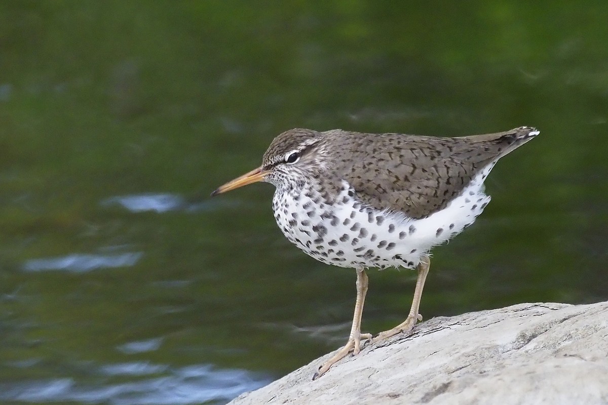 Spotted Sandpiper - Donna Pomeroy