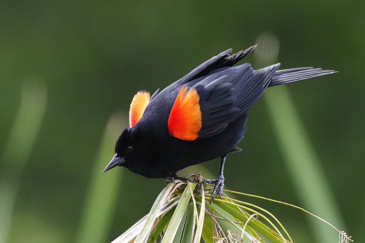Red-winged Blackbird - ML236695911
