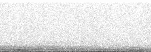Ушастая сова (otus/canariensis) - ML23670