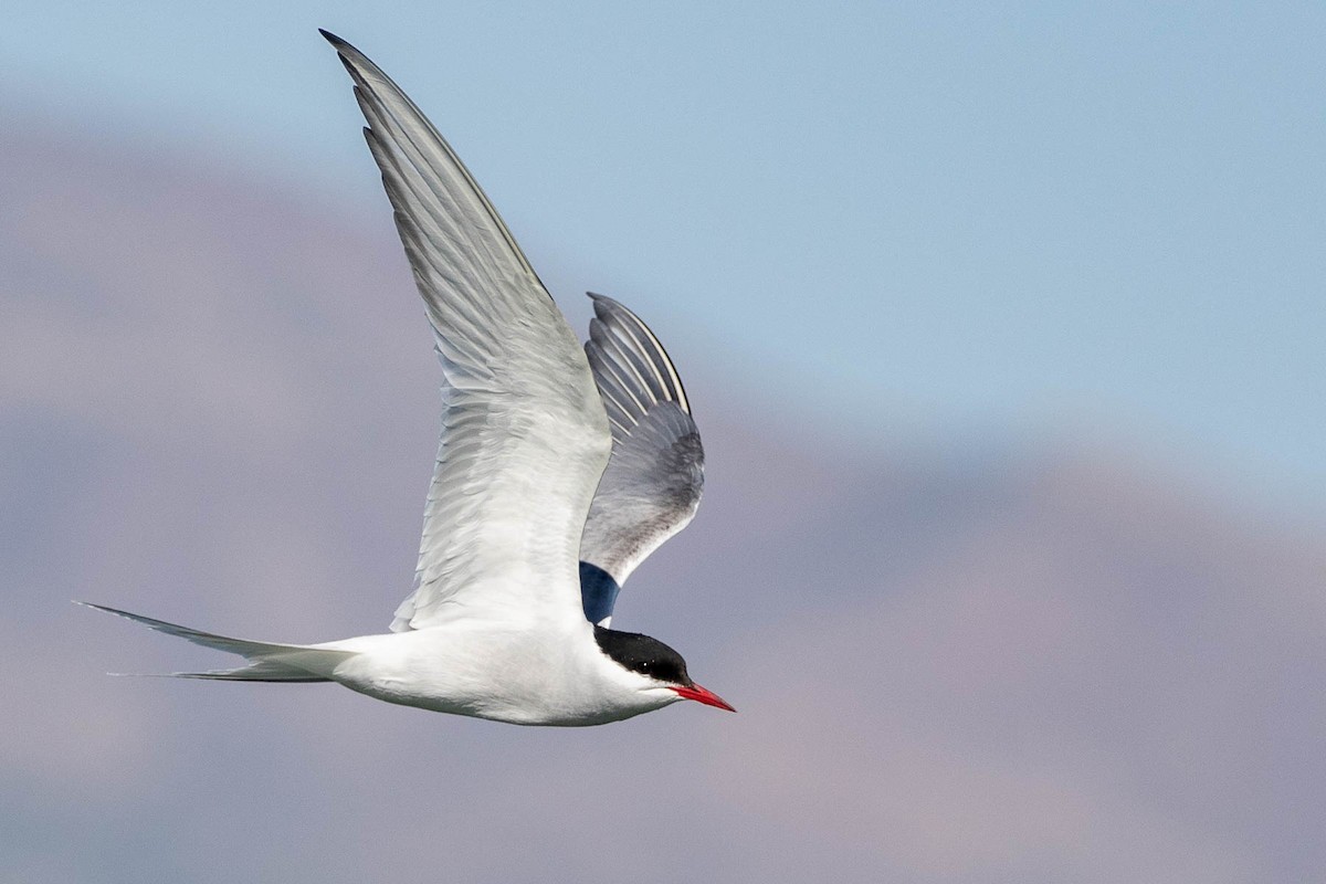 Arctic Tern - Scott Olmstead