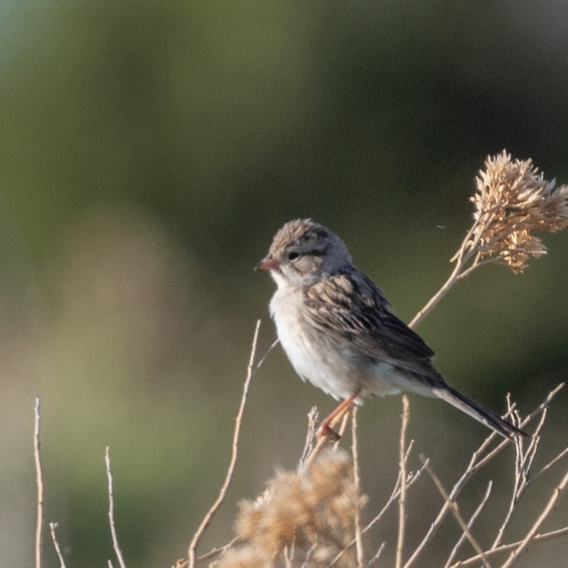 Brewer's Sparrow - Thomas Bunker