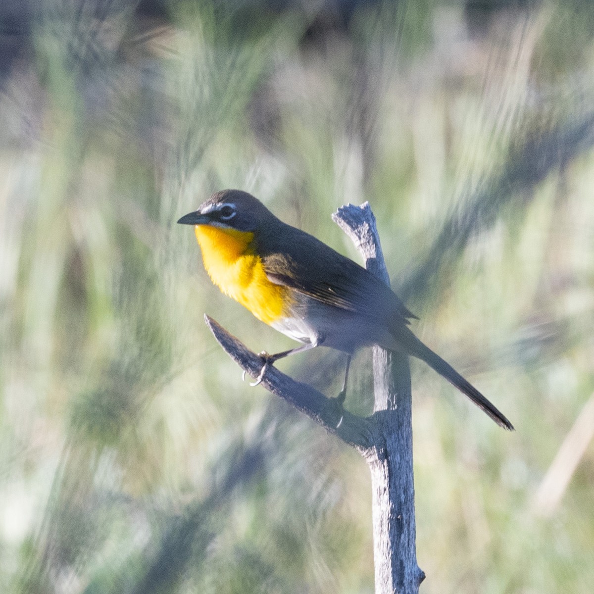Yellow-breasted Chat - ML236709621