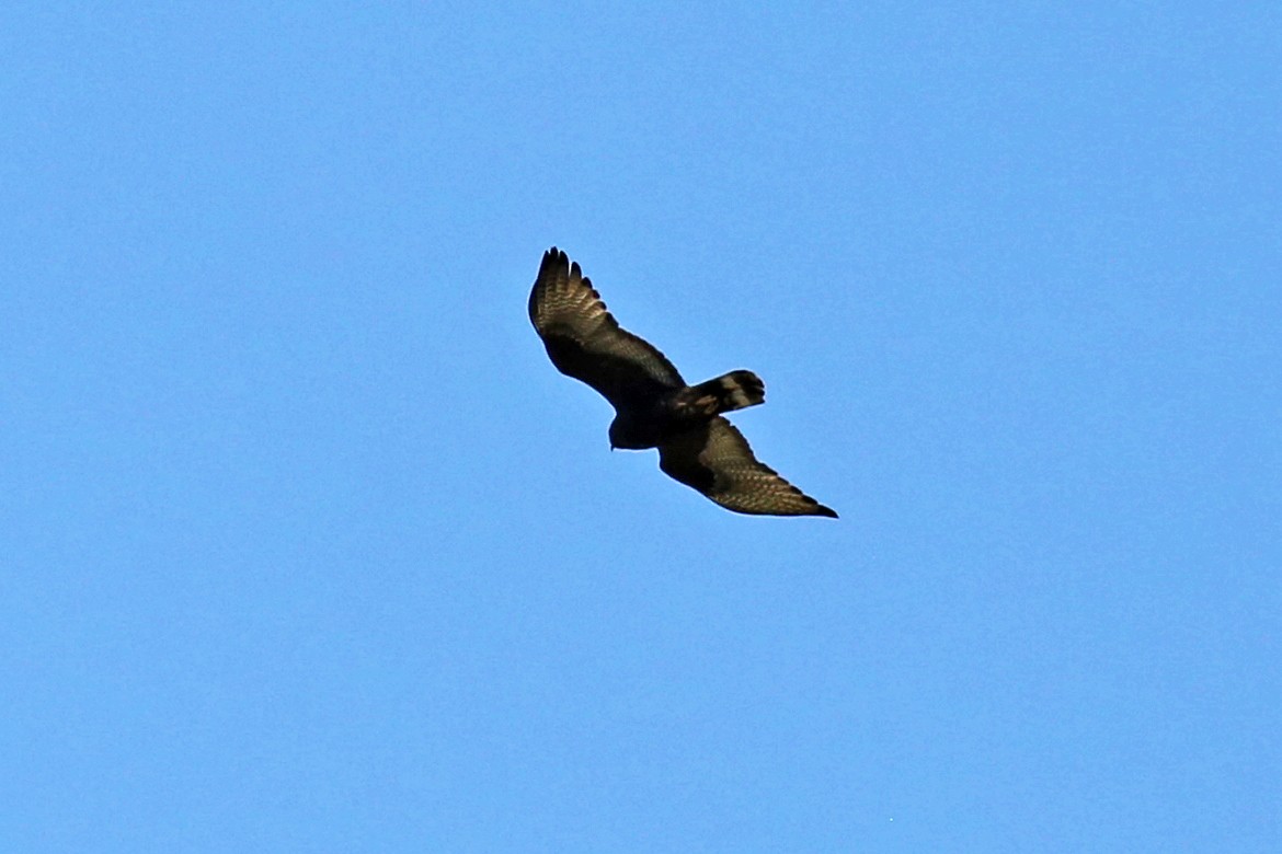 Zone-tailed Hawk - ML236712021