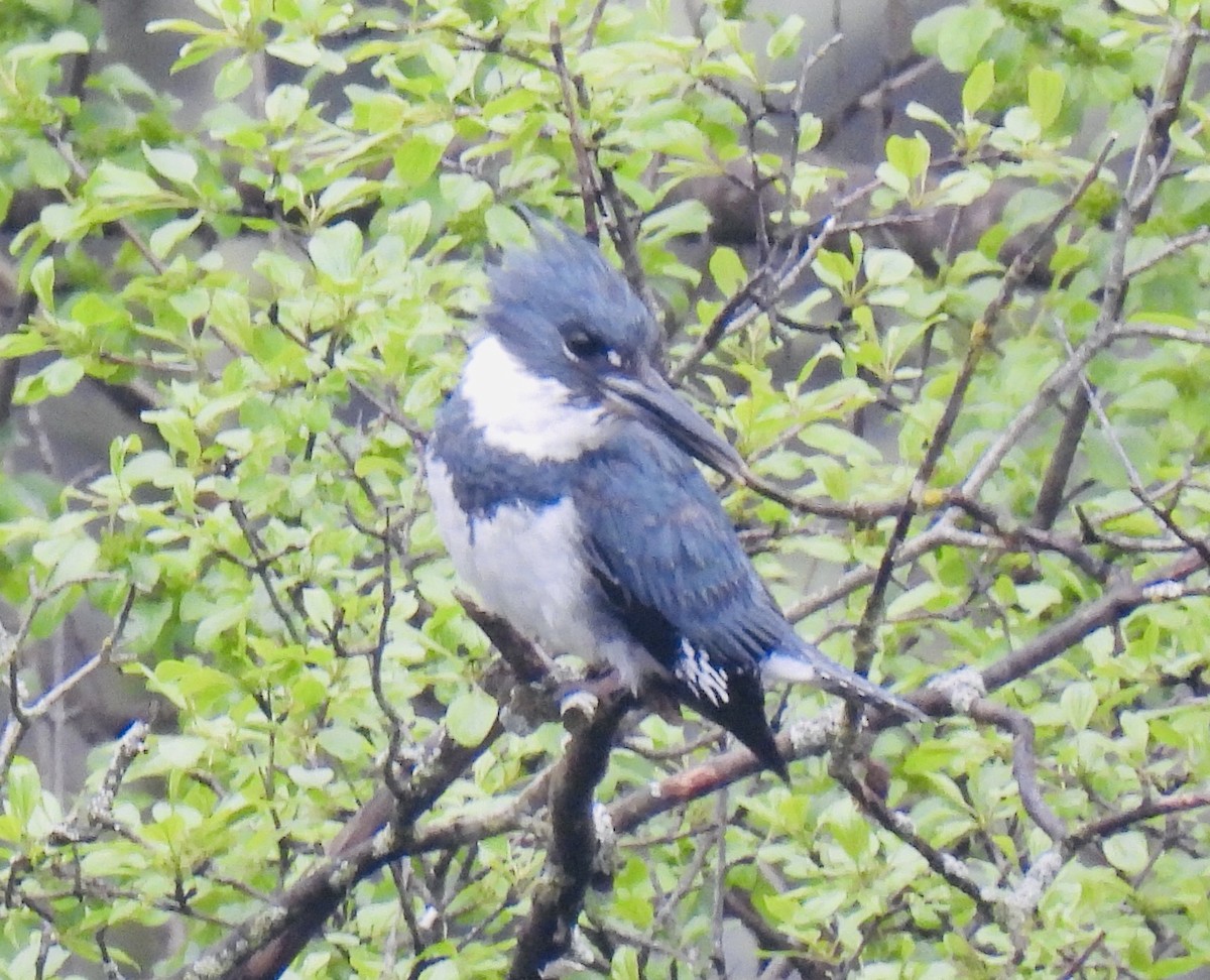 Belted Kingfisher - ML236712351