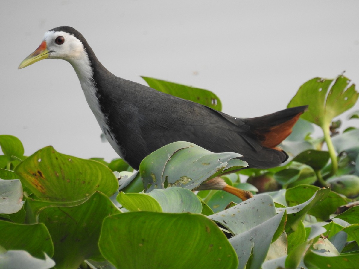 White-breasted Waterhen - Amit Ghosh