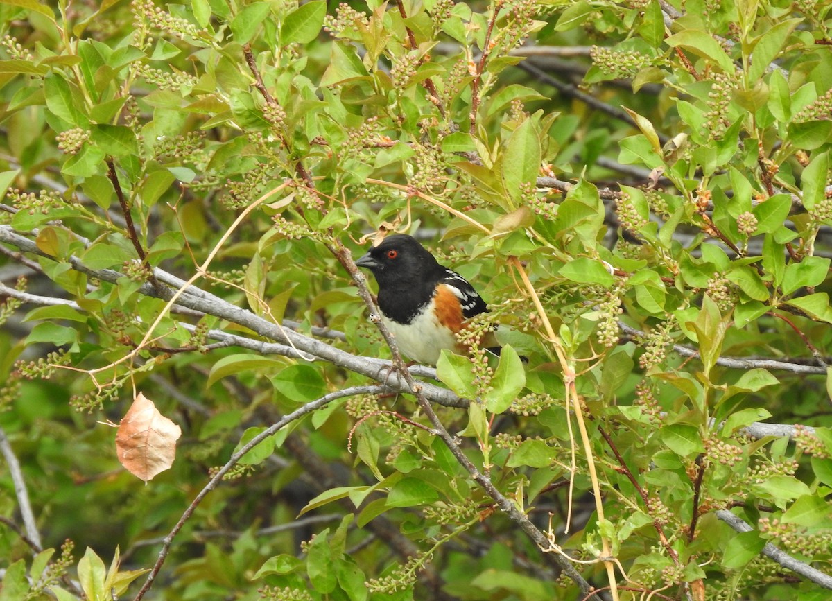 Spotted Towhee - ML236720621