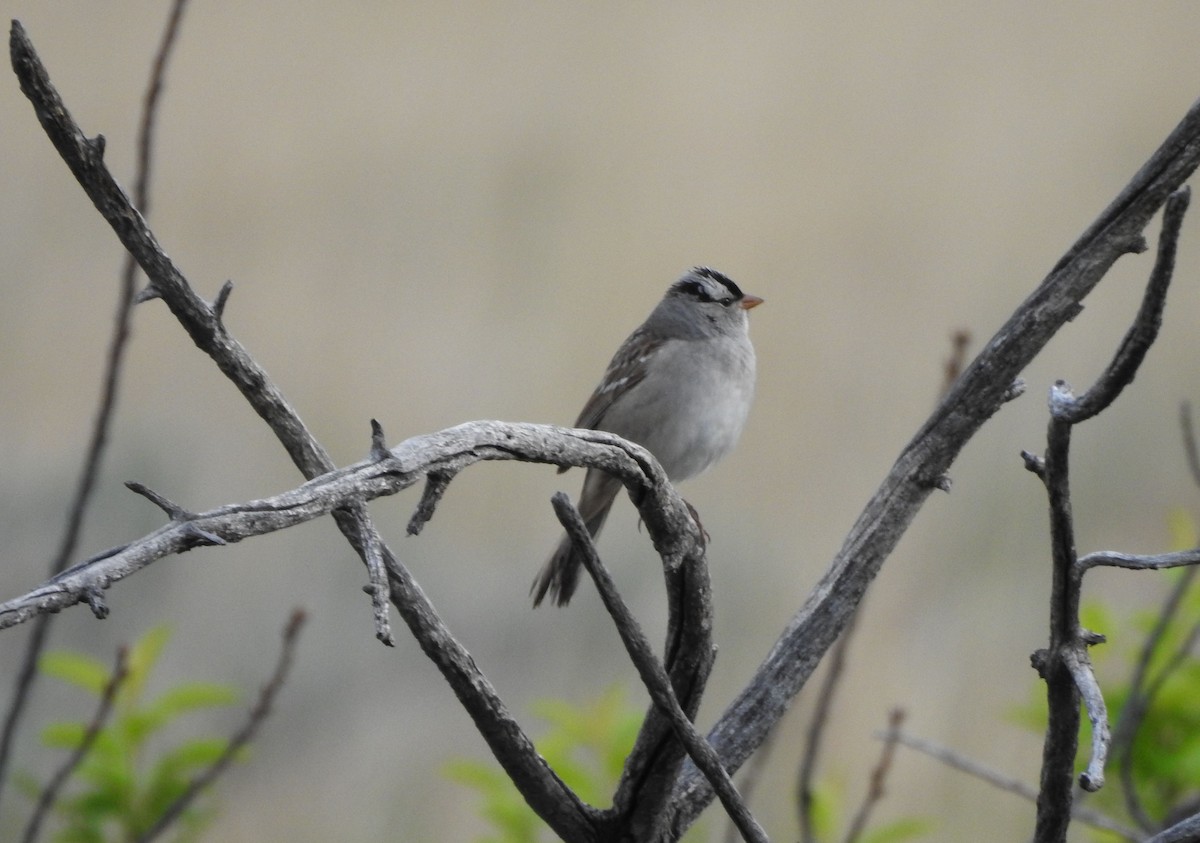 White-crowned Sparrow - ML236720741