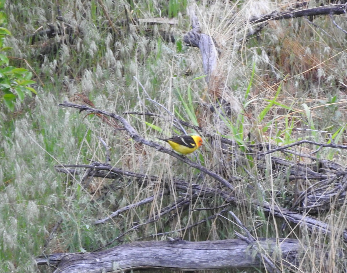 Western Tanager - ML236721051