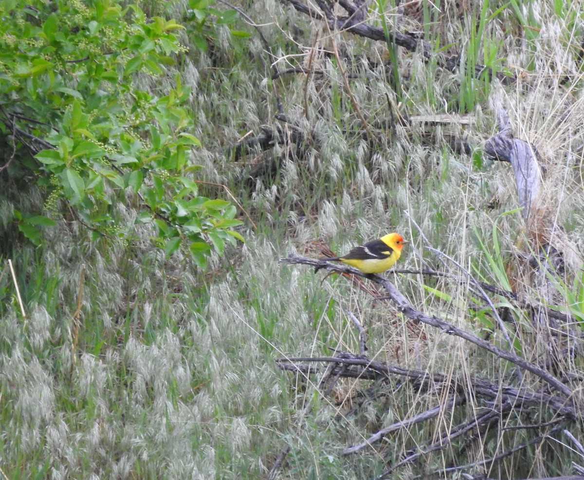 Western Tanager - ML236721101