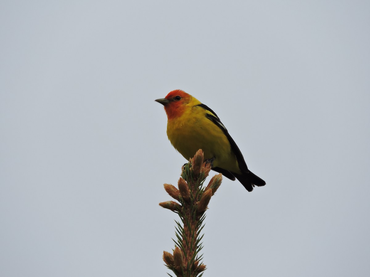 Western Tanager - Aaron Roberge