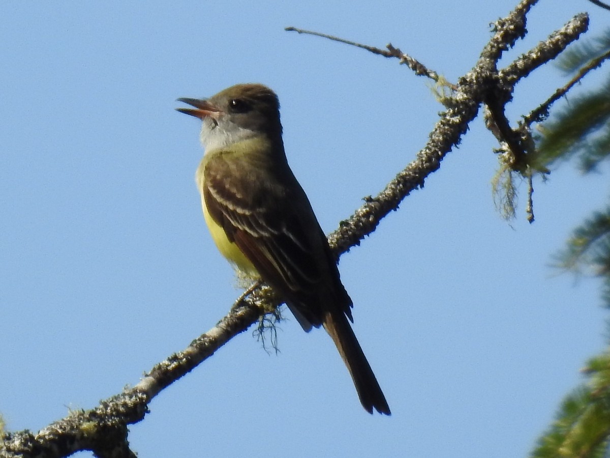 Great Crested Flycatcher - ML236728951