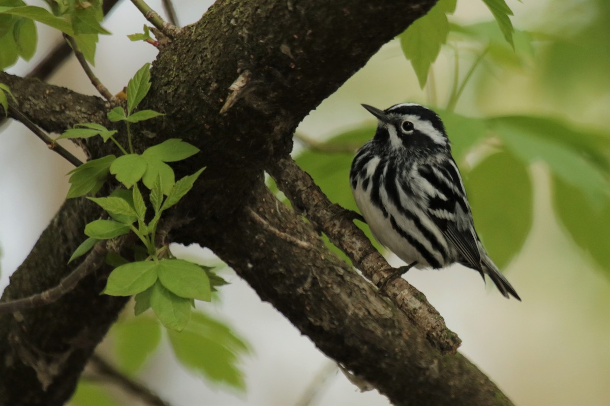 Black-and-white Warbler - ML236731311