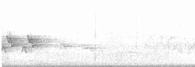 Kentucky Warbler - ML236737001